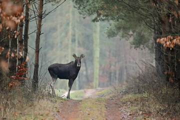 Łoś (Alces alces) moose © Bartosz Rakoczy