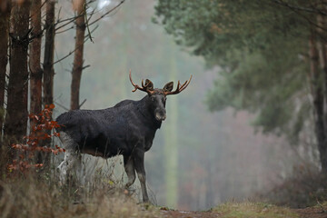 Łoś (Alces alces) moose © Bartosz Rakoczy