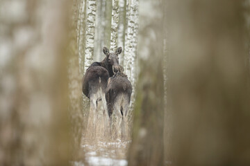 Łoś (Alces alces) moose © Bartosz Rakoczy