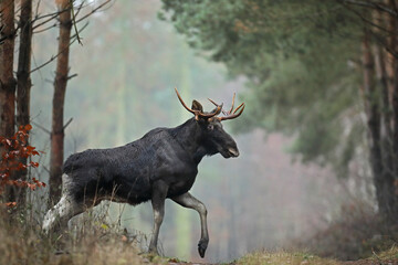 Łoś (Alces alces) moose © Bartosz Rakoczy