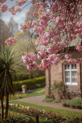 Edinburgh's beautiful streets with flowering trees in April