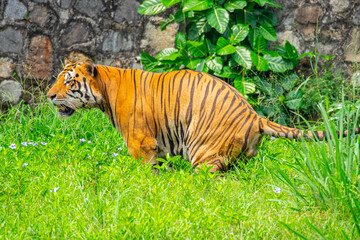 Obraz premium The Sumatran tiger is a population of Panthera tigris sondaica on the Indonesian island of Sumatra