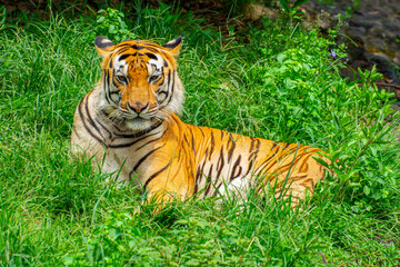 Obraz premium The Sumatran tiger is a population of Panthera tigris sondaica on the Indonesian island of Sumatra