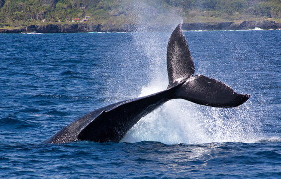 Humpback whale tail