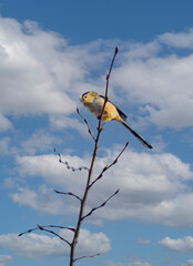 Close up of a long-tailed tit, Aegithalos caudatus, with noticeably longer tail than other tits, gray beige belly feathers and short swans on a branch against a blue sky with cumulus clouds