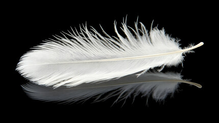 Obraz premium Single white feather with reflection on black background.