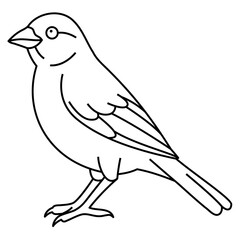Canary