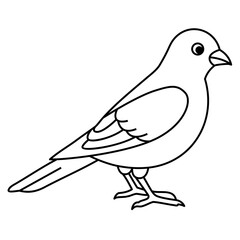 Canary