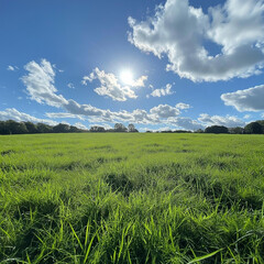 Obraz premium A peaceful meadow, bright green grass beneath a flawless sky with gentle clouds overhead, sun shining faintly 