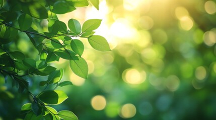 Sunlit Greenery Close-Up