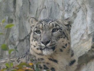 pantera śnieżna © JT Foto - Dron