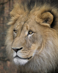 Obraz premium Closeup portrait of male African lion