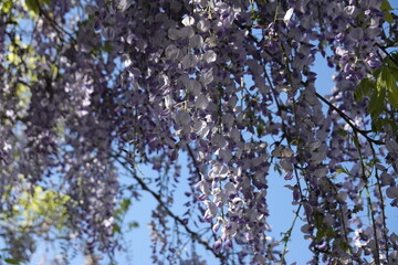 Wisteria