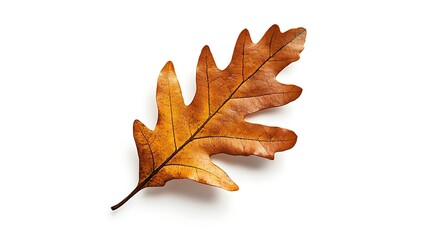 Fototapeta premium Single autumn oak leaf lies on a white background.