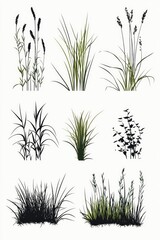 Fototapeta premium Close-up shot of various grasses on a white background