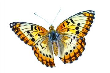 Obraz premium A yellow and black butterfly perches on a clean white surface, providing a striking contrast