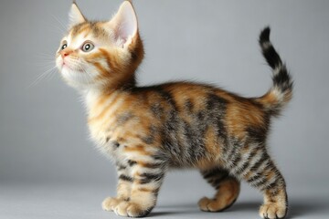 Obraz premium Small kitten standing on a gray surface