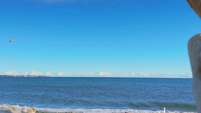 A serene ocean view framed by driftwood on a sunny Coburg Peninsula beach in Victoria BC Canada