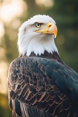 Obraz premium A close-up view of a bald eagle's face, set against a backdrop of trees