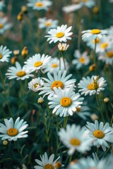 Fototapeta premium A bouquet of white flowers with bright yellow centers, ideal for illustrations or graphic design