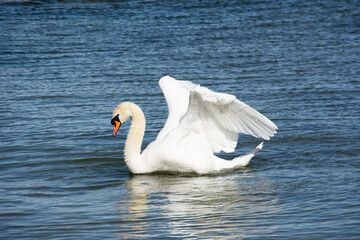 The mute swan (Cygnus olor)	