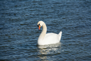 The mute swan (Cygnus olor)	