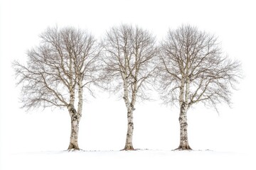 Fototapeta premium Trio of large sycamore trees displayed against a clean white background for use in graphic design or eco-friendly projects