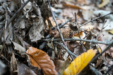 Dry leaves and flowers