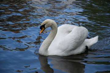 Naklejka premium The mute swan (Cygnus olor) 