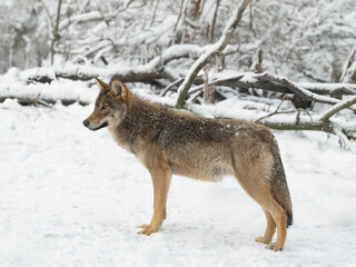 Obraz premium Gray wolf stands against the background of a forest in winter