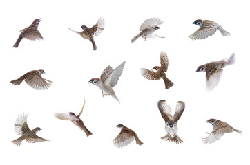 flying sparrows isolated on white background