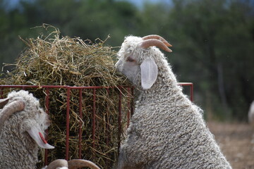 Angora goat eating