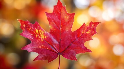 Fototapeta premium Vivid Red Maple Leaf Autumn Colors Background