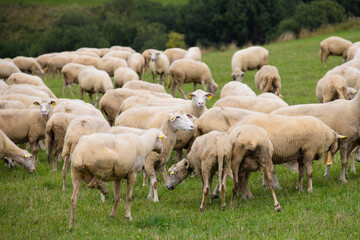 Obraz premium Sheep in the meadow.