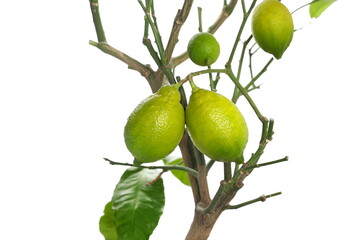 Fresh lemon on tree isolated on white, clipping