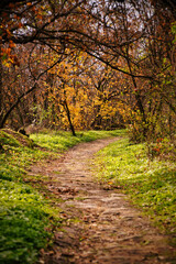 Golden autumn paints the forest with vibrant hues, casting a warm glow on the woodland path