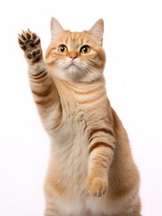 Obraz premium Playful ginger cat with paw raised up on a white background