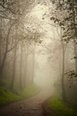 Obraz premium Golden autumn paints the forest with vibrant hues, casting a warm glow on the woodland path