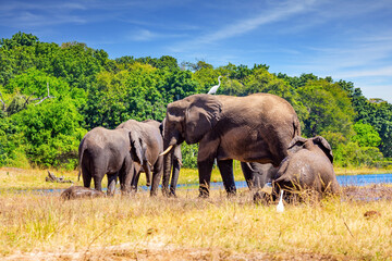 The animals go to water