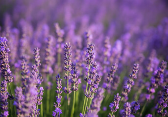 Obraz premium Lavender flowers blooming in a large field, creating a beautiful purple and green background
