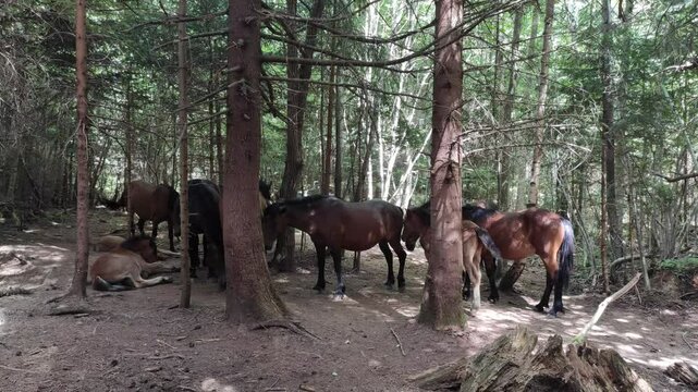 Wild horses on the Trebevic mountain near Sarajevo