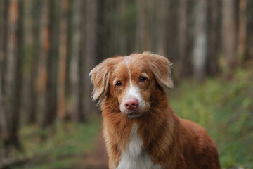 A Nova Scotia Duck Tolling Retriever gazes attentively in a forest close-up, highlighting its expressive face and soft fur