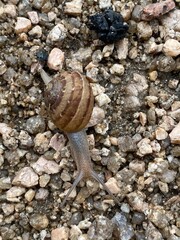 Caracol arrastrándose 