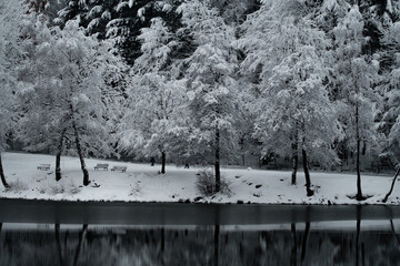 Winter landscape. Forest covered in snow reflected on a lake in Mogosa, Romania