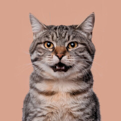 Obraz premium Dynamic portrait of a cat studio setting animal photography minimalist background close-up view feline expression