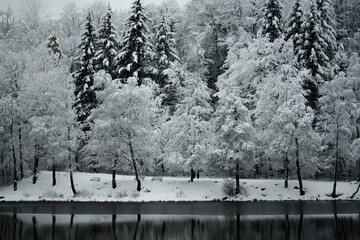Winter landscape. Forest covered in snow reflected on a lake in Mogosa, Romania