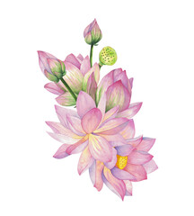 Pink lotus flower with bud and box. Isolated on background Watercolor illustration. Composition For design, decor and printing, souvenirs and postcards, typography
