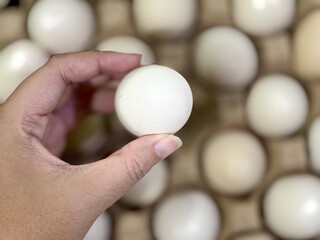 Women’s hand picking country chicken egg (telur ayam kampung). Poris, Tangerang - November 21, 2024