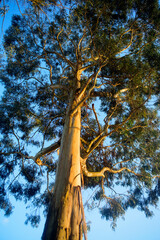 Árbol de eucalipto grande y alto en zona rural