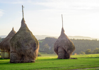 Montones de hierba seca en torno a palo en pradera verde en Asturias